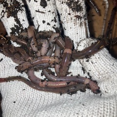ドバミミズ 大サイズ40匹の画像
