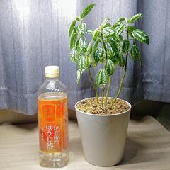 🌳無料 第9弾🌳観葉植物 ピレア カディエレイ 鉢付き