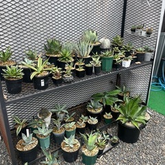アガベ
の画像