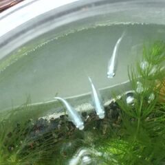 ミックスメダカの針子15匹～20匹の画像