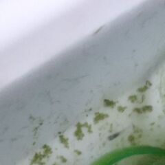 ミックスメダカの針子15匹～20匹の画像