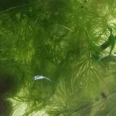 ミックスメダカの針子15匹～20匹の画像