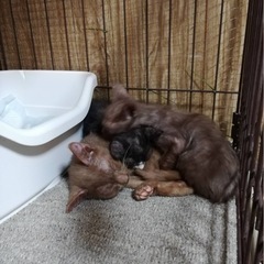 子猫の里親★取引中