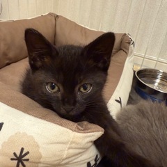【急募】里親募集！甘えん坊な黒猫の男の子です！
