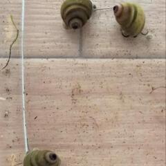 これがヒメタニシ⁉️自宅繁殖のコロコロつるつるオシャレな豆タニシ...