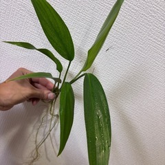 ヤマサキカズラの画像