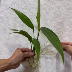 ヤマサキカズラ