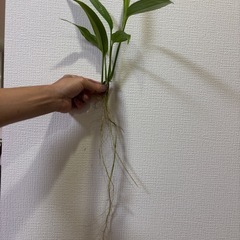ヤマサキカズラの画像