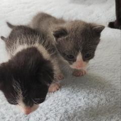 子猫譲ります！