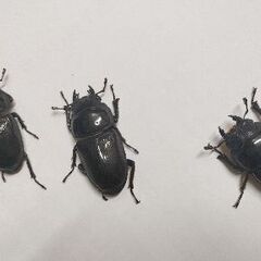 ホペイオオクワガタ新成虫メス3匹セット