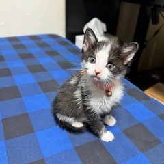 ハチワレ　子猫