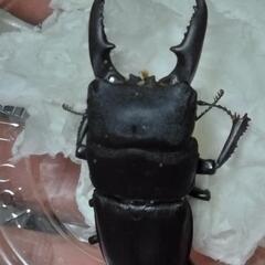 ヒラタクワガタ