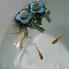 （無料）めだかの稚魚か卵の画像