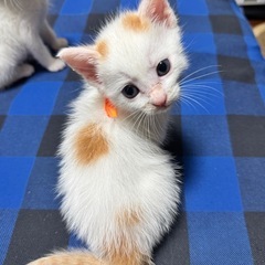 白プチ柄の元気な雄子猫