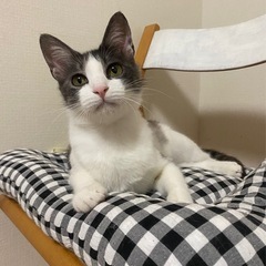 素敵な模様のハチワレちゃんです