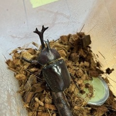国産カブトムシ　ペア