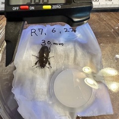 【大分県産天然】ノコギリクワガタ1ペア 値下げ交渉承ります！の画像