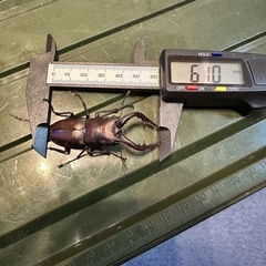 【大分県産天然】ノコギリクワガタ1ペア 値下げ交渉承ります！