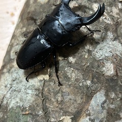 大人気！！ホペイオオクワガタ　ペア