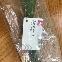 サンセベリア　ゼラニカ苗の画像