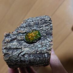 珍 キョウトアオハナムグリ 1ペア＋♂１匹