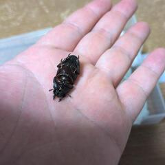 ミヤマクワガタ♂　ノコギリクワガタ？♀の画像