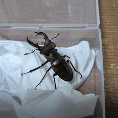 ミヤマクワガタ♂　ノコギリクワガタ？♀