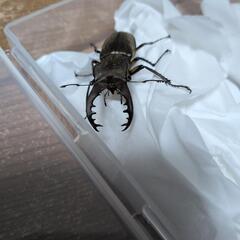 ミヤマクワガタ♂　ノコギリクワガタ？♀の画像