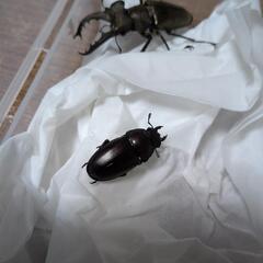 ミヤマクワガタ♂　ノコギリクワガタ？♀の画像