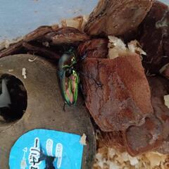 ニジイロクワガタ　ペアの画像