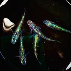 メダカ　サファ王　卵　10+8個