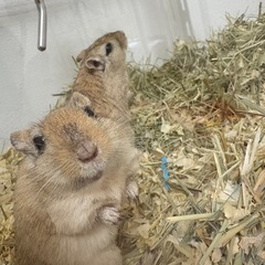 カラージャービル(スナネズミ)２匹