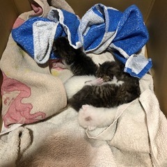 里親になってくださる方お願いします。