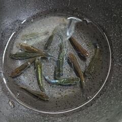 お渡し待ち★めだか〜レッドクリフダーク13匹　屋外飼育品の画像