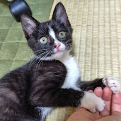 里親さん決まりました