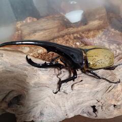 ヘラクレス　オス　カブトムシ