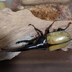 ｒｋ3様　専用　の画像