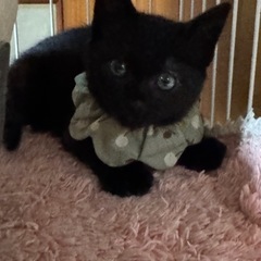 可愛い黒猫子猫