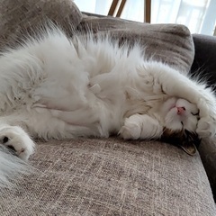 猫ちゃん（8月で4才！) 人懐っこいです！
