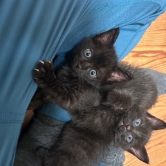 子猫の里親募集です。