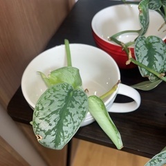 お問い合わせが多いので順を追ってご返信します！の画像