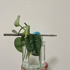 お問い合わせが多いので順を追ってご返信します！の画像