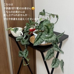 お問い合わせが多いので順を追ってご返信します！の画像