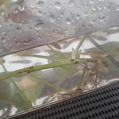 雷魚稚魚の画像