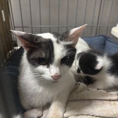 🆘 急募グレーの成猫ちゃん