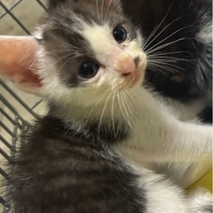 🆘急募 鼻のマークがチャームポイント！