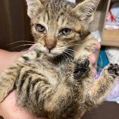 雑種　子猫