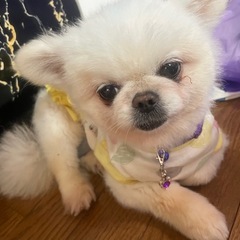 ペキポメ🐶里親募集中
