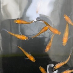 メダカ　アマテラス(天照) 15匹
の画像