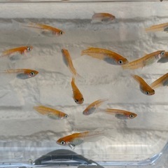 メダカ　アマテラス(天照) 15匹
の画像
